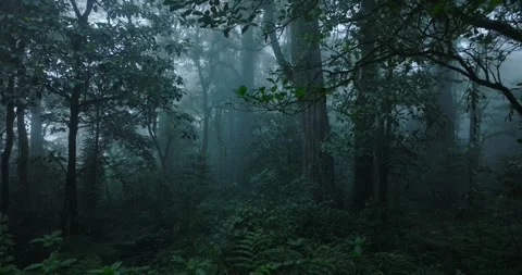 Rainforest with dense fog, lush greenery, serene and mysterious atmosphere Stock Footage 276253958