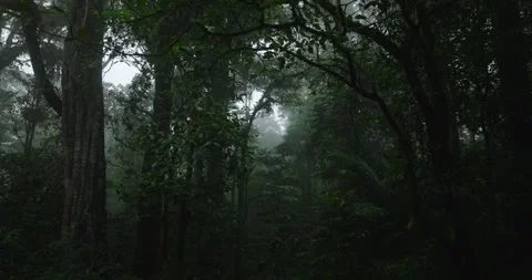 Rainforest with dense fog, lush greenery, serene and mysterious atmosphere Stock Footage 276395346
