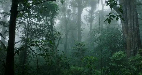 Rainforest with dense fog, lush greenery, serene and mysterious atmosphere Stock Footage 276451393