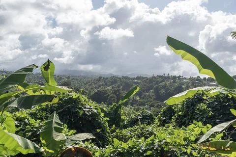 Rainforest with dense trees on a cloudy day on Caribbean Island of Dominica Stock Photos