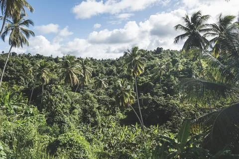 Rainforest with dense trees on a cloudy day on Caribbean Island of Dominica Stock Photos