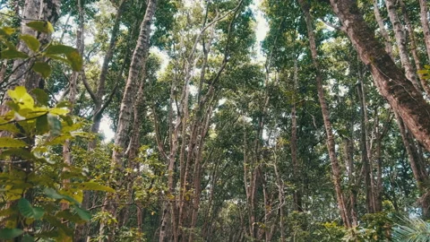 Rainforest, Dense Vegetation of Exotic Trees and Bushes in Jozani forest, Africa Stock Footage 152925401