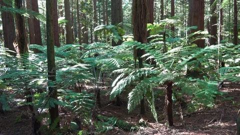 Rainforest with different kinds of ferns Video stock 88259462