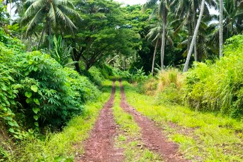 Rainforest dirt road Stock Photos