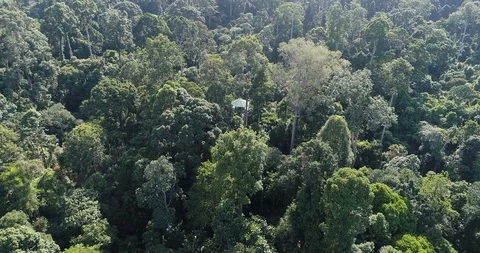 Rainforest Discovery Centre (RDC), Sandakan. Sabah. Stock Footage 99456454