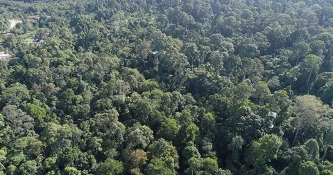 Rainforest Discovery Centre (RDC), Sandakan. Sabah. Stock Footage 99480817