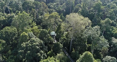 Rainforest Discovery Centre (RDC), Sandakan. Sabah. Stock Footage 99483130