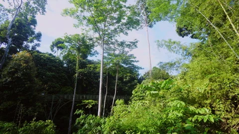 Rainforest Discovery Centre (RDC) Sepilok Stock Footage 159260425