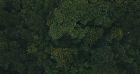 Rainforest - DJI MAVIC PRO 動画素材 91147419