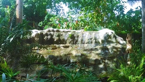 Rainforest Dominican republic Vídeos de archivo 294277115