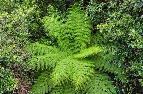 Rainforest - Dorrigo Stock Photos