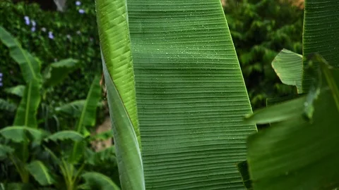 Rainforest dripping with rain Video stock 94082963