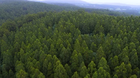 Rainforest Drone Cinematic View Landscape Redwood Trees Mountains Stock Footage 130455530