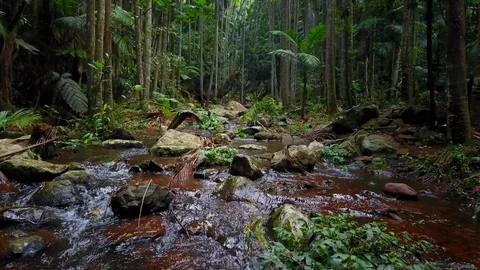 RAINFOREST DRONE FLYING OVER WATER Stock Footage 88854442