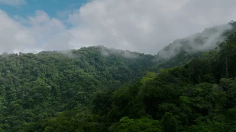 Rainforest Drone View. Lush Canopy Under Misty Clouds. Dense Green Hills Vidéo 336032730