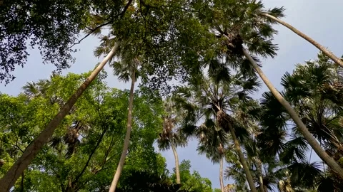 Rainforest ecosystem and healthy environment concept and background Video stock 131068427