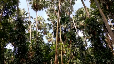 Rainforest ecosystem and healthy environment concept and background Stock Footage 131068481