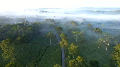 Rainforest ecosystem and healthy environment concept and background Stock Footage 286937921