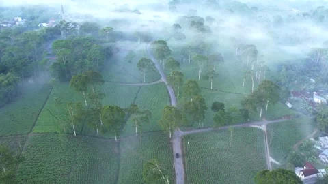 Rainforest ecosystem and healthy environment concept and background Stock Footage 286996247