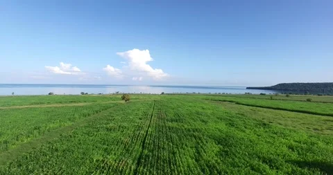 Rainforest ecosystem Stock Footage 149941610