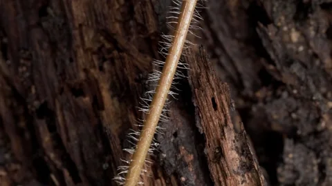 Rainforest Epiphyte Clinging to Weathered Tree Bark Stock-Footage 337694457