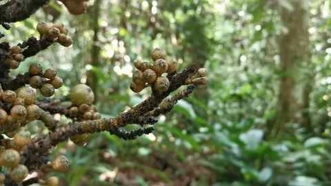 Rainforest Exotic Plant Stock Footage