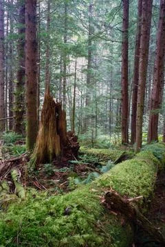 Rainforest Fallen Logs Rotted Stump Moss Covered Tree Trunk Fallen logs in... Stock Photos