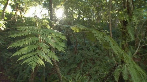 Rainforest fern in the sunlight Stock Footage 125411050