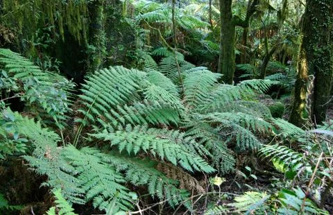 Rainforest ferns Stock Photos