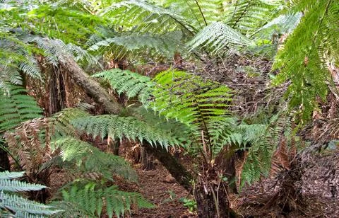 Rainforest ferns Stock-Fotos