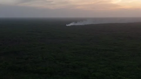 Rainforest Fire Mexico Vídeo Stock 313929324