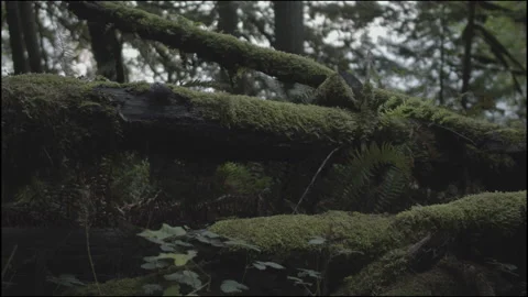 RAINFOREST FLOOR - FALLEN TREES - GREEN MOSS EVERYWHERE Stock Footage 164478459