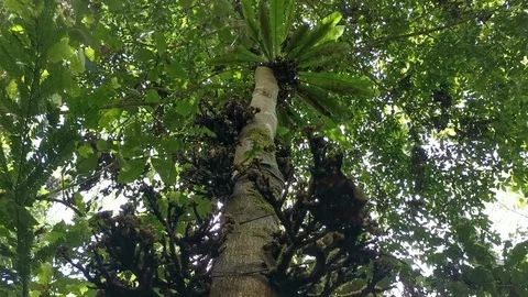 Rainforest Flora Stock Footage 107175364