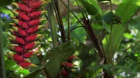 Rainforest flower dangling in the wind Stock Footage 81244614