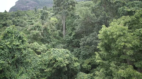 Rainforest - flying down 動画素材 41999316