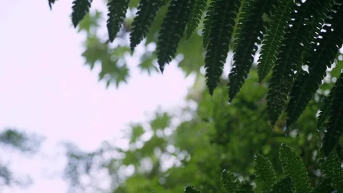 Rainforest Foliage (115) Stock Footage 93442364