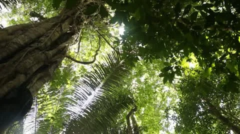 Rainforest Stock Footage 10738059