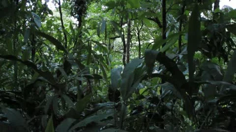 Rainforest Stock Footage 12914413