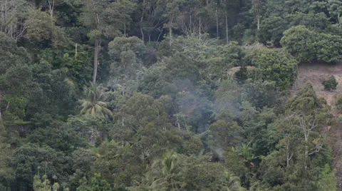 Rainforest Stock Footage 22531633