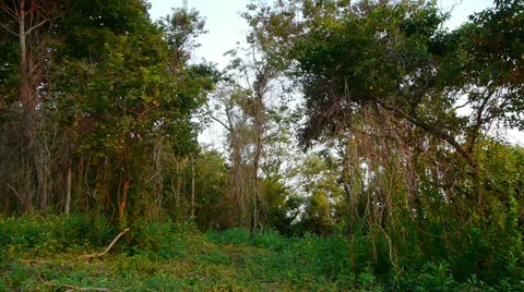 Rainforest Video stock 27566198