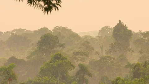 Rainforest Stock Footage 72730473