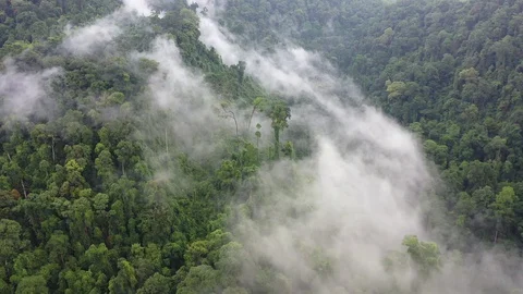 Rainforest Stock Footage 129428569