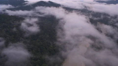 Rainforest Stock Footage 164839888