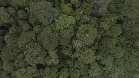 Rainforest Stock Footage 219646006