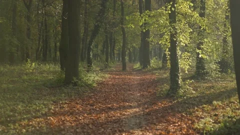 Rainforest Stock Footage 229519701