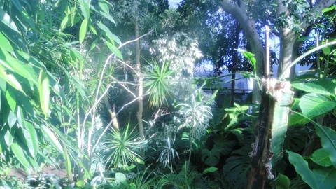 Rainforest Stock Footage 232800883