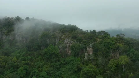 Rainforest 動画素材 237806340