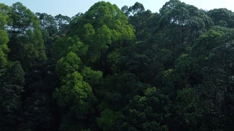 Rainforest Stock Footage 258817838