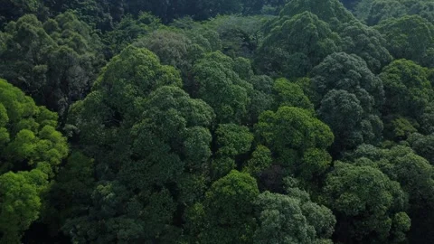 Rainforest Stock Footage 258817866