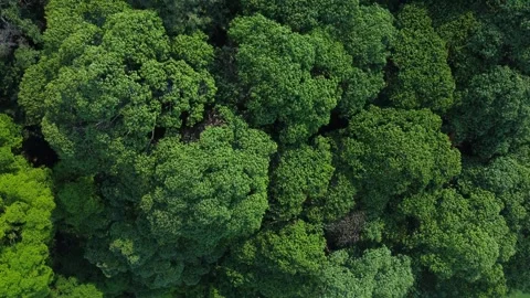 Rainforest Stock Footage 258826262